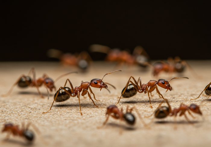 Ants pest control in Miami