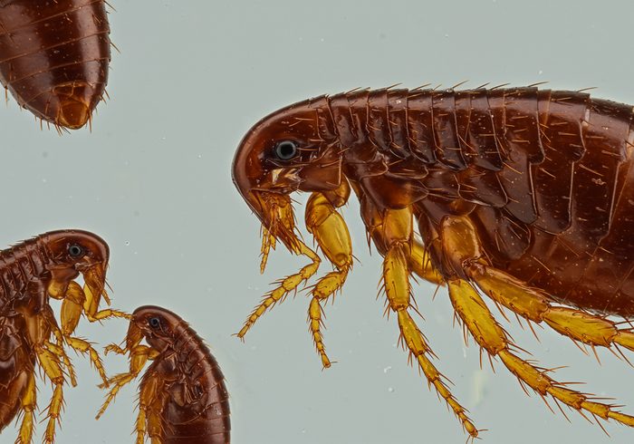 Fleas pest control in Miami