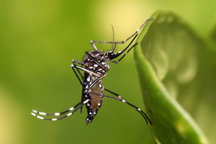 Mosquitoes pest control in Miami
