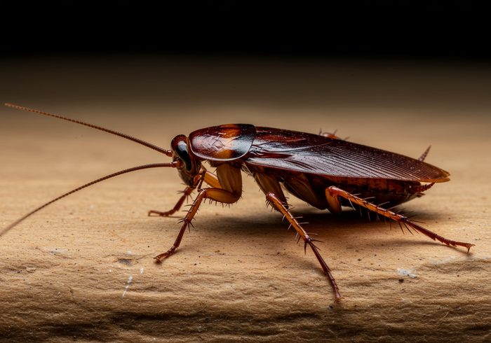 Roaches pest control in Miami